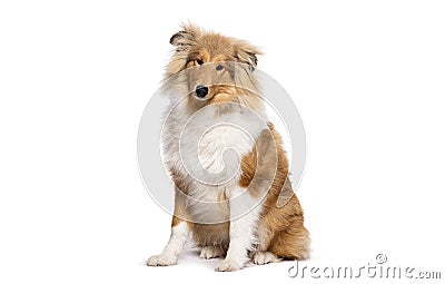 Sitting Shetland Sheepdog looking at the camera, isolated on white Stock Photo