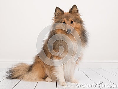 Sitting shetland sheepdog or sheltie seen from the side facing t Stock Photo