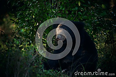 Sitting sloth bear Melursus ursinus in the last rays of the day. Dangerous black animal in Sri Lanka and India. Animal in Stock Photo