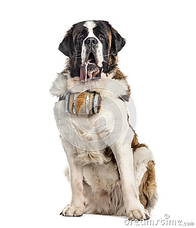 Sitting St. Bernard dog with a barrel (14 months old), isolated Stock Photo