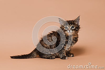 Sitting tabby kitten on beige background. Isolated Stock Photo