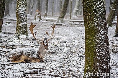 The sitting deer in the forest on daylight Stock Photo