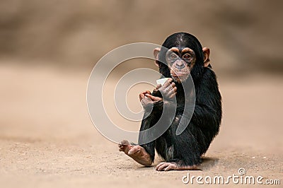 Sitting west african chimpanzee baby relaxes Stock Photo