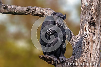 Sitting west african chimpanzee relaxes Stock Photo