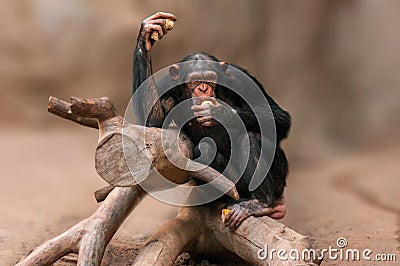 Sitting west african chimpanzee relaxes Stock Photo