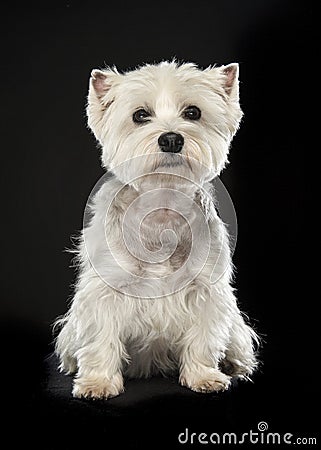 Sitting West highland white terrier or westie dog looking at the Stock Photo