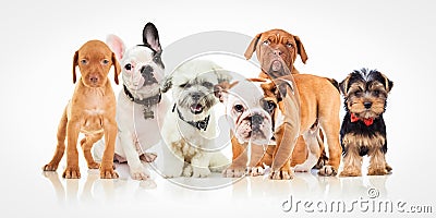 Six cute puppy dogs of different breeds standing together Stock Photo