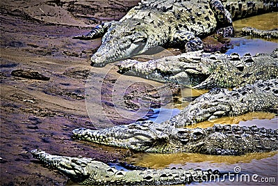 Six go to crocodile camouflage club, in Costa Rica. Stock Photo