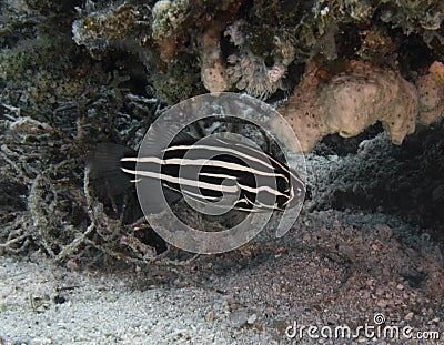 A Six Lined Soapfish Grammistes sexlineatus in the Red Sea Stock Photo