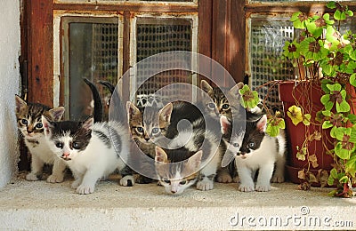 Six little cats Stock Photo