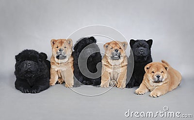 Six little Chow chow puppies portrait Stock Photo