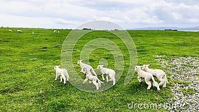 Six little lambs running freely on the grassland. Stock Photo
