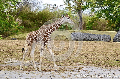 Six Month Old Giraffe Calf Stock Photo