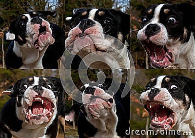 Six months old puppy bulldog in amazed and surprised expression Stock Photo