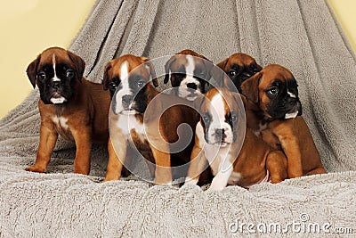 Six puppies breed boxer sit a bunch Stock Photo