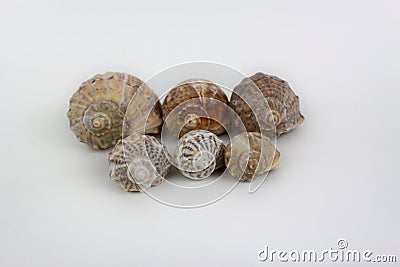 Six shells arranged on white background Stock Photo