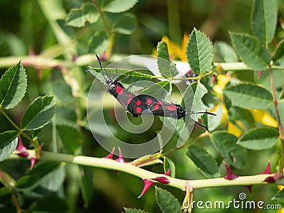 Six-spot burnet day moths mating, Zygaena filipendulae. Stock Photo