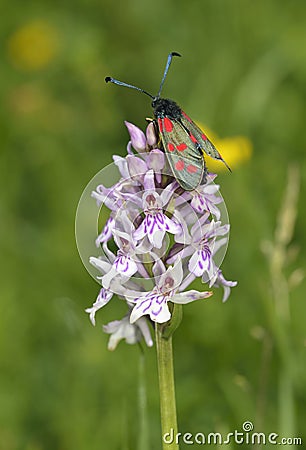 Six-Spot Burnet Stock Photo