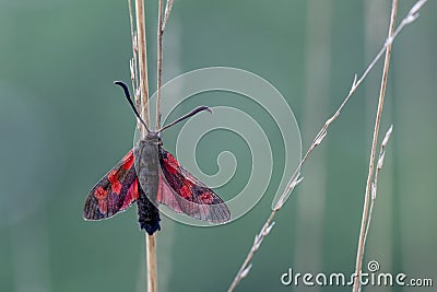 Six-spot Burnet (Zygaena filipendulae) Moth on Green Background Stock Photo