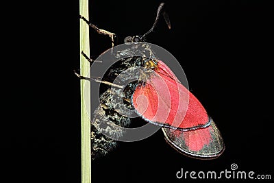 Six spot burnett moth. Stock Photo