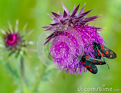 Six spotted burnet moths on thistle flower Stock Photo