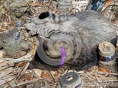 Polydactyl cat in wood chips Stock Photo