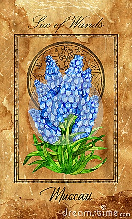 Six of Wands. Minor Arcana tarot card with Muscari and magic seal Cartoon Illustration