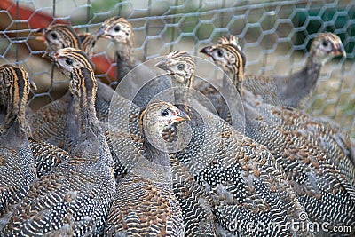 Six week old Guinea Fowl Keets Stock Photo
