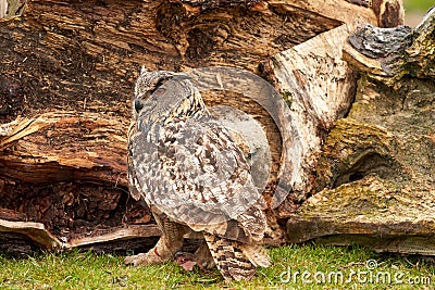 A six week old owl chick eagle owl with its mother. A piece of bloody meat from the prey lies on the ground Stock Photo