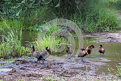 Six White Faced Whistling Ducks at Water Hole Stock Photo