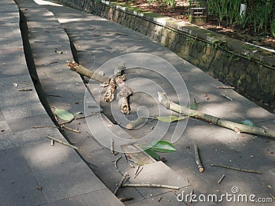 Sizable tree branches began to scatter on the sidewalks of indonesian roads Stock Photo