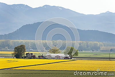 Skagit Valley Daffodil Field. Stock Photo