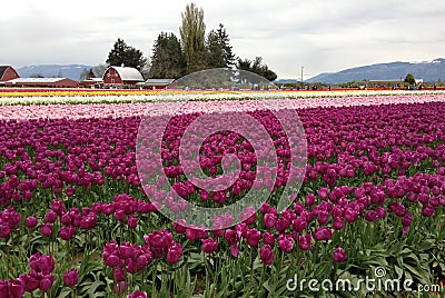 Skagit Valley Tulip Festival, Washington, Seattle Stock Photo