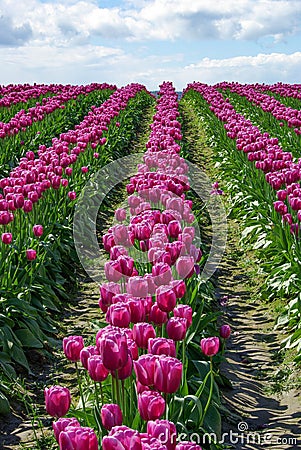 Skagit Valley Tulip Field Stock Photo
