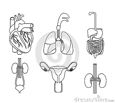 Skecth silhouette set collection human body systems Vector Illustration