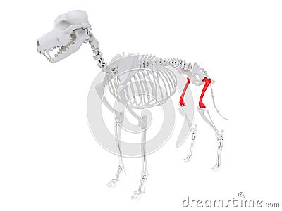 Skeletal anatomy - femur Cartoon Illustration