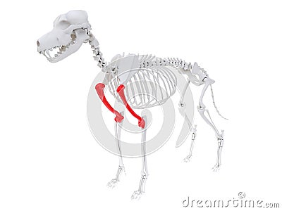 Skeletal anatomy - humerus Cartoon Illustration