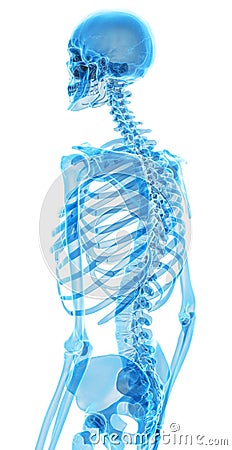 The skeletal back Cartoon Illustration