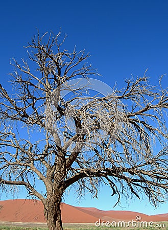 Skeletal carcase of dead tree Stock Photo