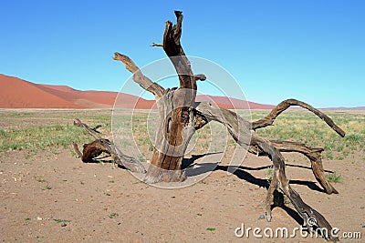 Skeletal carcase of dead tree Stock Photo