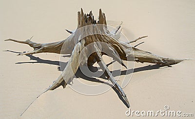 Skeletal carcase of dead tree Stock Photo