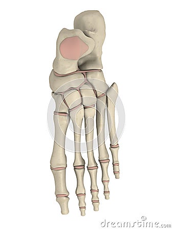 Skeletal foot Cartoon Illustration