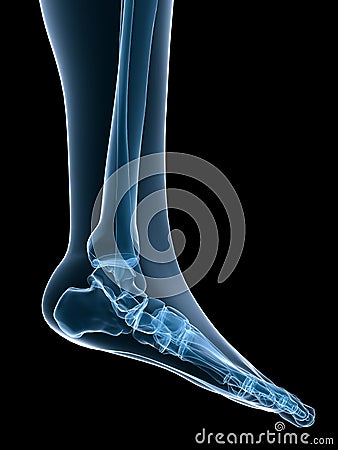 Skeletal foot Cartoon Illustration