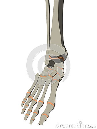 Skeletal foot Vector Illustration