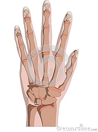 Skeletal hand Vector Illustration