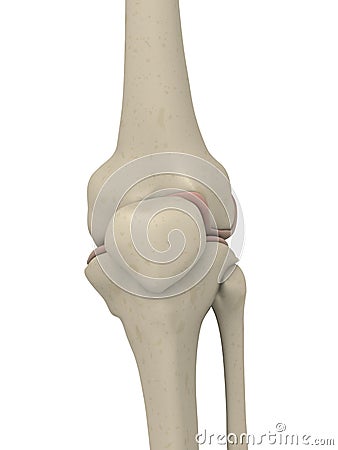 Skeletal knee Cartoon Illustration