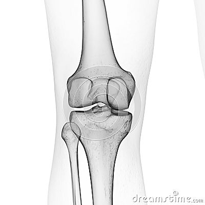 the skeletal knee Cartoon Illustration
