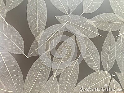 Skeletal Leaves Background in Soft Gray. Stock Photo