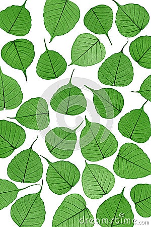 Skeletal leaves on white - background Stock Photo