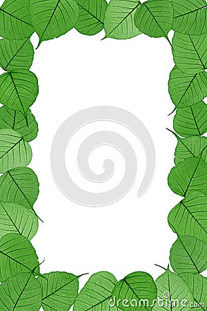 Skeletal leaves on white background - frame Stock Photo